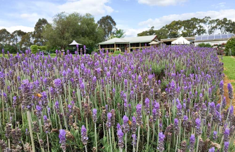 Warratina Lavender Farm